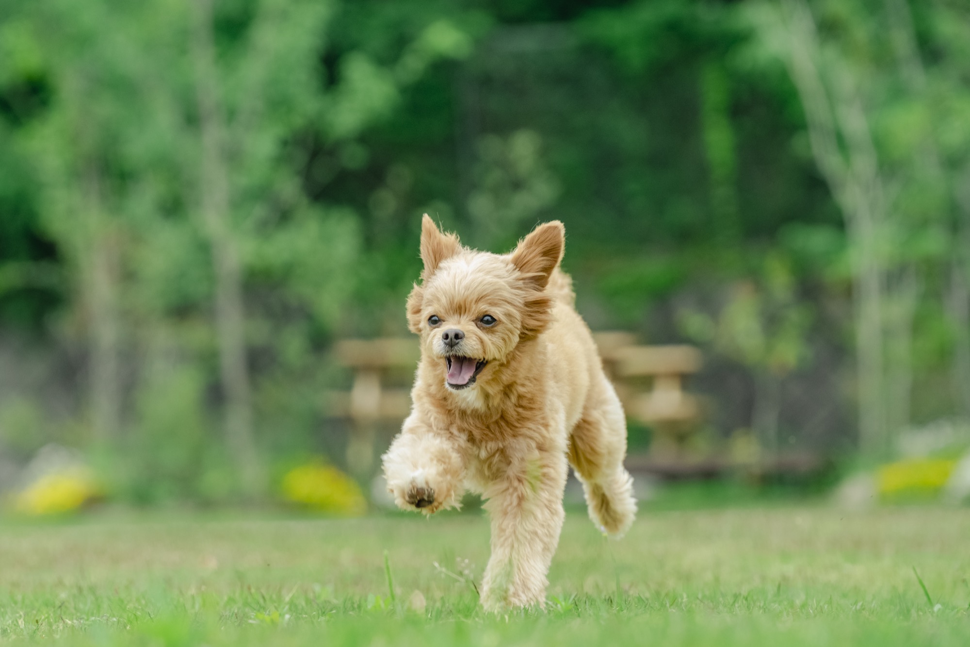 緑の芝生を、耳をなびかせて駆ける犬